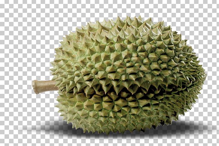 Durian Cempedak Artocarpus Camansi PNG, Clipart, Artocarpus Camansi, Breadnut, Cempedak, Durian, Food Free PNG Download