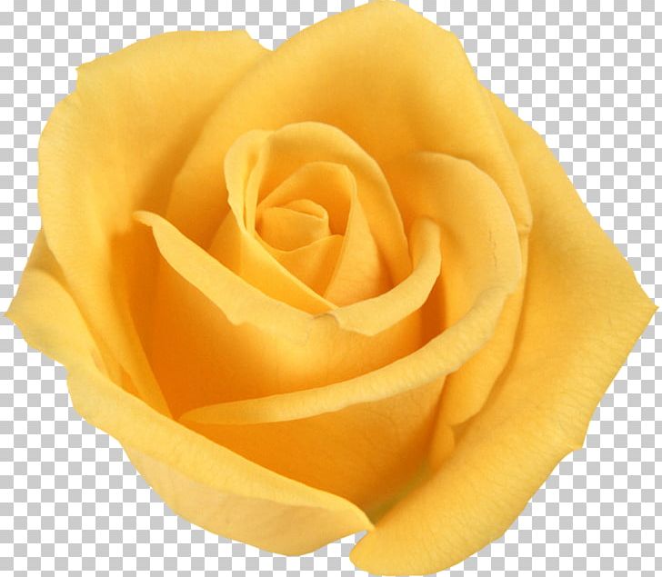 Flower Bouquet Yellow Rosa Foetida Floribunda PNG, Clipart, Closeup, Color, Desktop Wallpaper, Floribunda, Flower Free PNG Download
