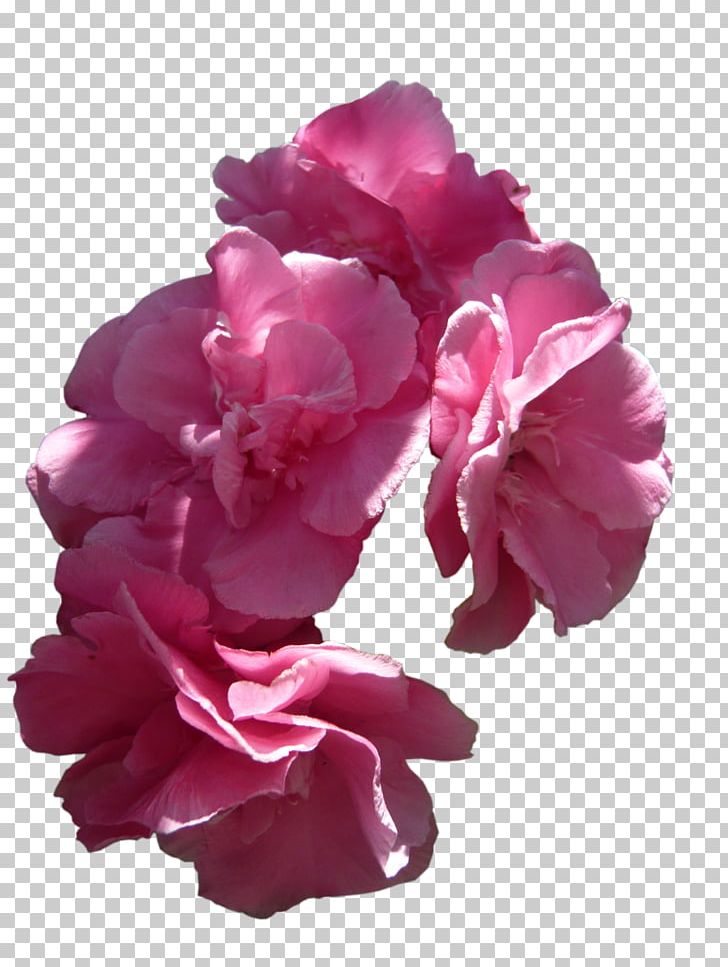 Pink Flowers Rose Pink Flowers PNG, Clipart, Cut Flowers, Floribunda, Flower, Flowering Plant, Garden Roses Free PNG Download