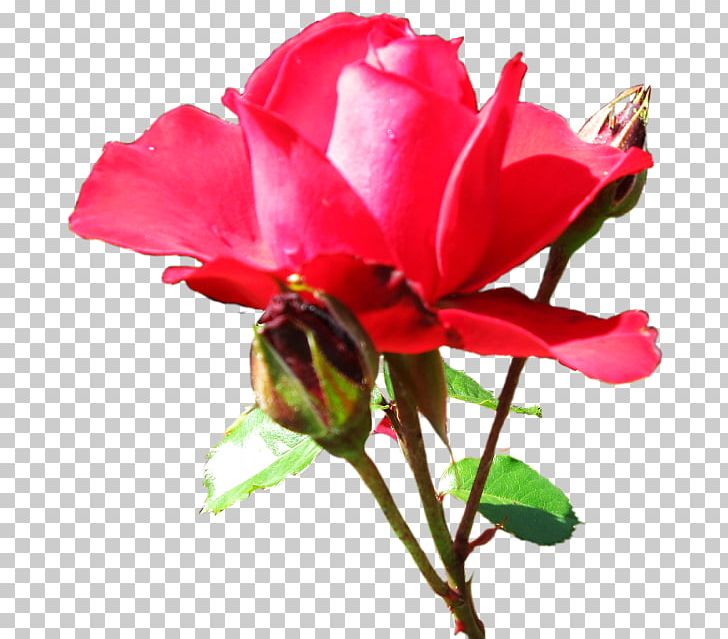 Garden Roses Cabbage Rose Floribunda Cut Flowers Desktop PNG, Clipart, Annual Plant, Bud, China Rose, Cut Flowers, Desktop Wallpaper Free PNG Download