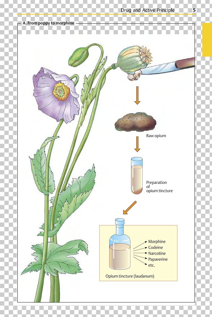 Pharmaceutical Drug Color Atlas Of Pharmacology Opioid PNG, Clipart, Addiction, Analgesic, Chemical, Cut Flowers, Depressant Free PNG Download