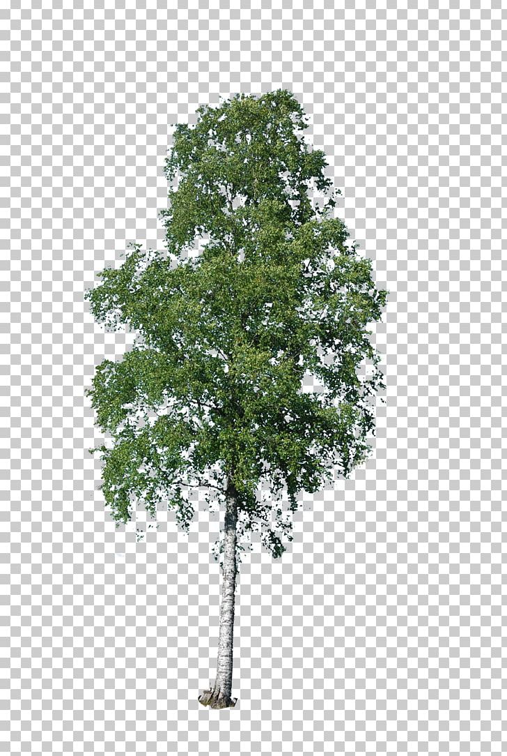 Indochina Dragonplum Tree Deciduous Plant PNG, Clipart, Algae, Architecture, Birch, Branch, Deciduous Free PNG Download