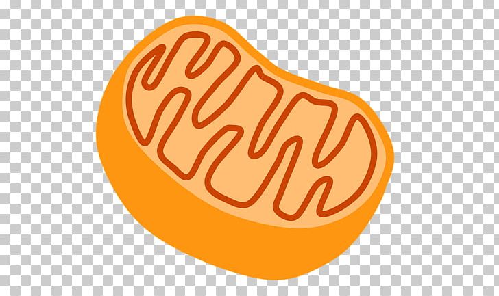 Mitochondrion Drawing Cell PNG, Clipart, Background, Biology, Cell, Cellular Respiration, Chloroplast Free PNG Download