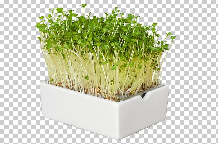 Trendy Food Herb Superfood Microgreen PNG, Clipart, Cannes, Commodity, Fennel, Flowerpot, Food Free PNG Download