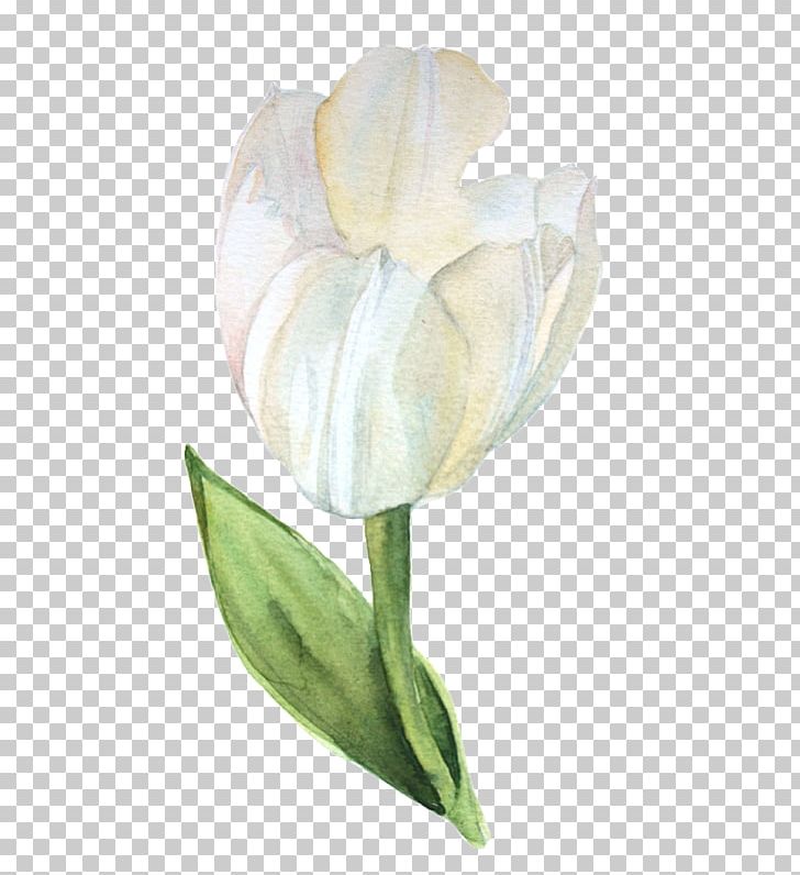 Tulip Calas Still Life Photography Cut Flowers Arum Lilies PNG, Clipart, Alismatales, Arum, Arum Lilies, Bud, Calas Free PNG Download