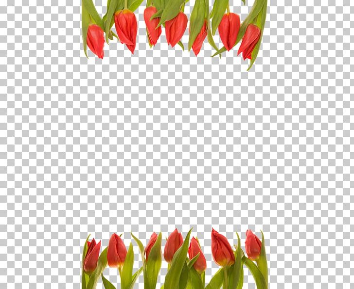 Tulip Cut Flowers Floral Design Flower Bouquet PNG, Clipart,  Free PNG Download