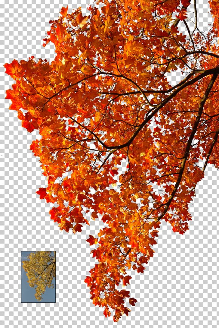 Autumn Leaf Color Tree PNG, Clipart, Autumn, Autumn Leaf Color, Branch, Deciduous, Desktop Wallpaper Free PNG Download