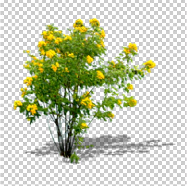 Chrysanthemum Yellow Floral Design Shrub Flowerpot PNG, Clipart, Branch, Cartoon Cauliflower, Cauliflower, Cauliflower Frozen, Cauliflower Jellyfish Free PNG Download