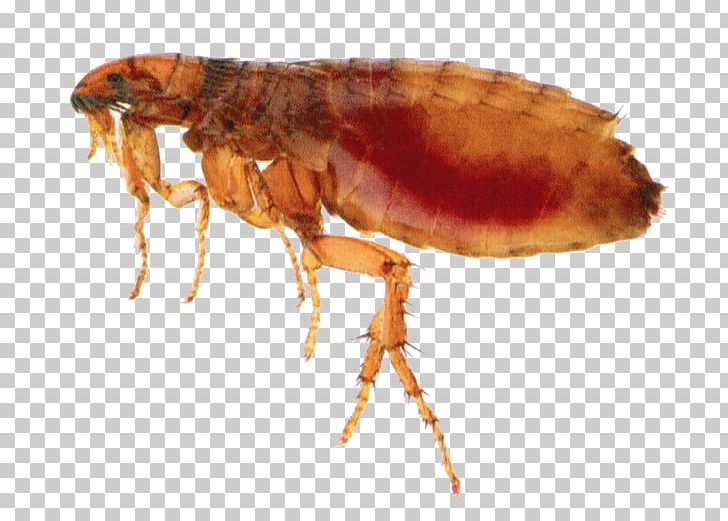 Insect Flea Treatments Pest Control PNG, Clipart, Animals, Arthropod, Bed Bug, Blood, Ctenocephalides Free PNG Download