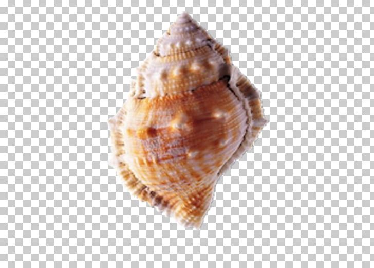 Seashell PNG, Clipart, Beach, Cartoon Conch, Clams Oysters Mussels And Scallops, Cockle, Computer Graphics Free PNG Download