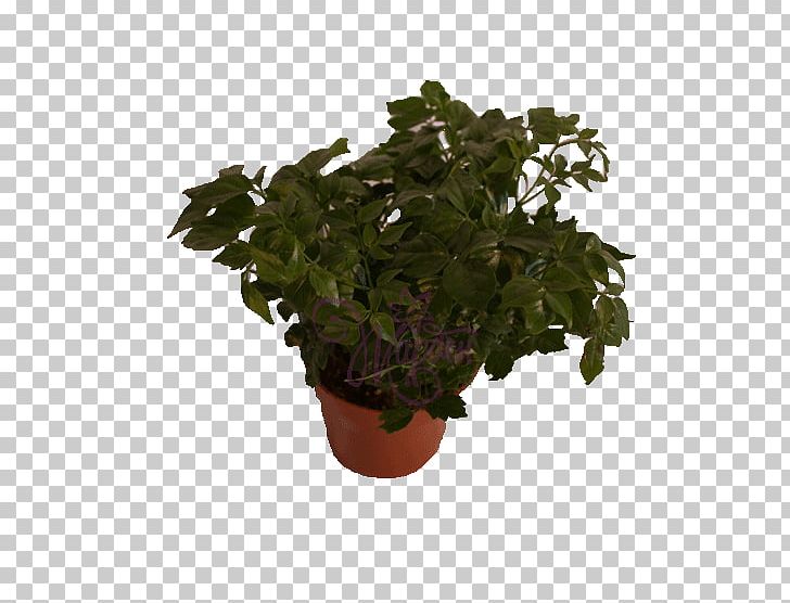 Flowerpot Leaf Houseplant Herb Tree PNG, Clipart, Catalog, Flowerpot, Herb, Houseplant, Item Free PNG Download