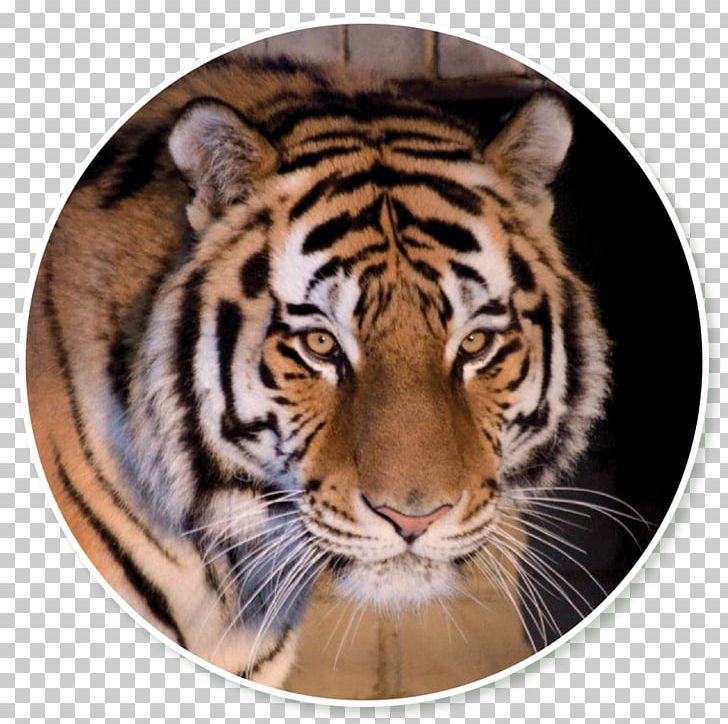 tiger tiger speed​​ dating)