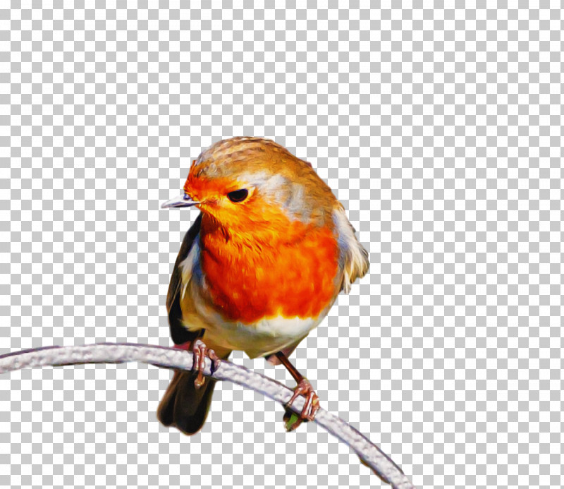 Feather PNG, Clipart, Beak, Biology, Birds, Europe, European Robin Free PNG Download