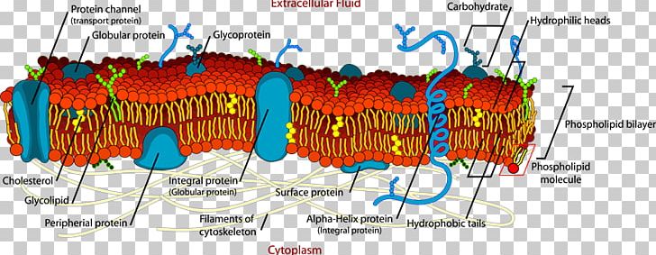 Cell Membrane Biological Membrane Lipid Bilayer PNG, Clipart, Aquaporin, Artificial Cell, Biological Membrane, Biology, Cell Free PNG Download