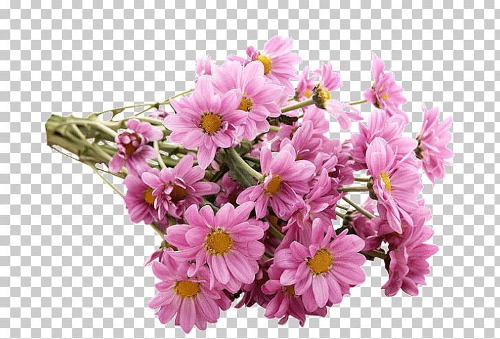 Happiness Love Kiss Akhir Pekan Smile PNG, Clipart, Akhir Pekan, Annual Plant, Blossom, Cherry Blossom, Chrysanths Free PNG Download