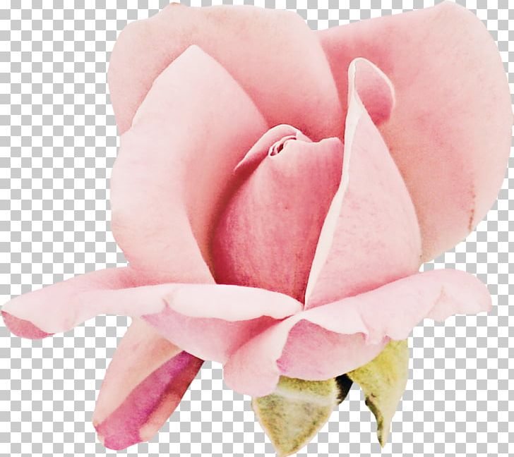 Garden Roses Cabbage Rose Cut Flowers Petal Pink M PNG, Clipart, Cabbage Rose, Closeup, Cut, Flower, Flowering Plant Free PNG Download