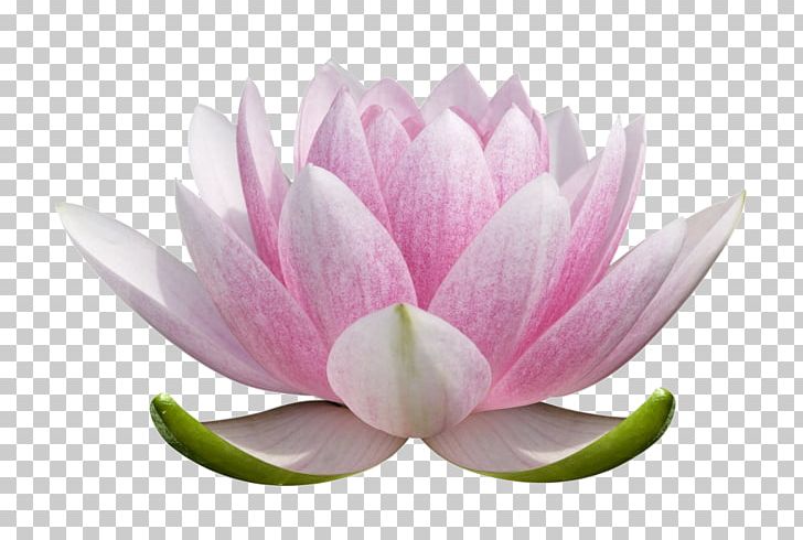 Nelumbo Nucifera Graphic Design Chakra PNG, Clipart, Aquatic Plant, Christopher Lloyd, Flower, Flowering Plant, Free Air Free PNG Download