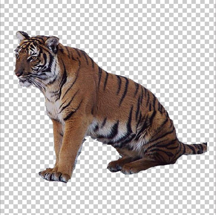 Tiger Lion Leopard Felidae PNG, Clipart, Animal, Animals, Big Cat, Big Cats, Biological Free PNG Download