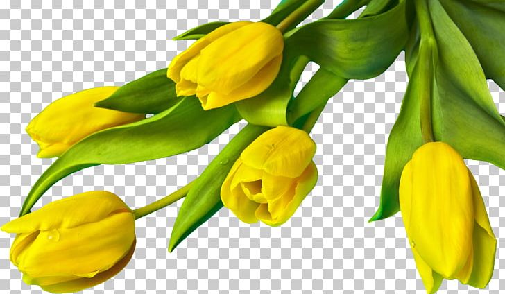 Tulip Easter PNG, Clipart, Bud, Desktop Wallpaper, Easter, Easter Egg, Flower Free PNG Download