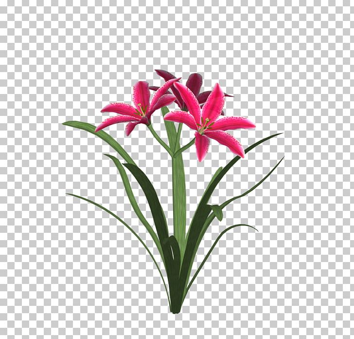 Amaryllis Jersey Lily Cut Flowers Flowerpot Floristry PNG, Clipart, Amaryllis, Amaryllis Belladonna, Belladonna, Cut Flowers, Floristry Free PNG Download