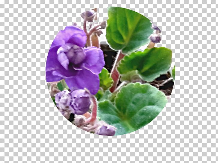 Flowerpot Violet Herb Family PNG, Clipart, Eventually, Family, Flower, Flowerpot, Grown Free PNG Download