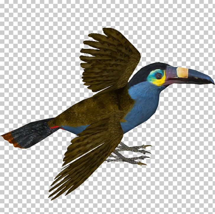 Bird Piciformes Beak Toucan Feather PNG, Clipart, Animal, Animals, Beak, Bird, Cuckoos Free PNG Download