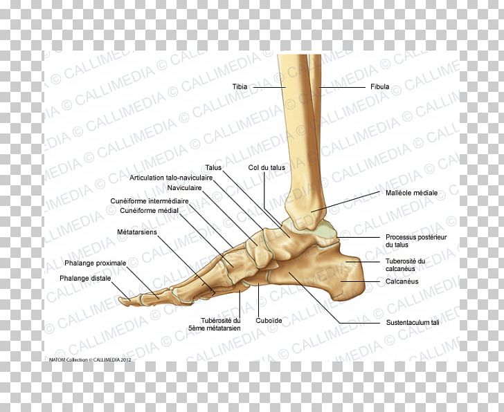 Finger Foot Lateral Bone Anatomy PNG, Clipart, Anatomy, Angle, Ankle, Arm, Bone Free PNG Download