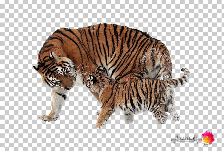 Golden Tiger Siberian Tiger Lion Bengal Tiger Buffalo Zoo PNG, Clipart, Animal, Bengal Tiger, Big Cats, Buffalo Zoo, Carnivoran Free PNG Download