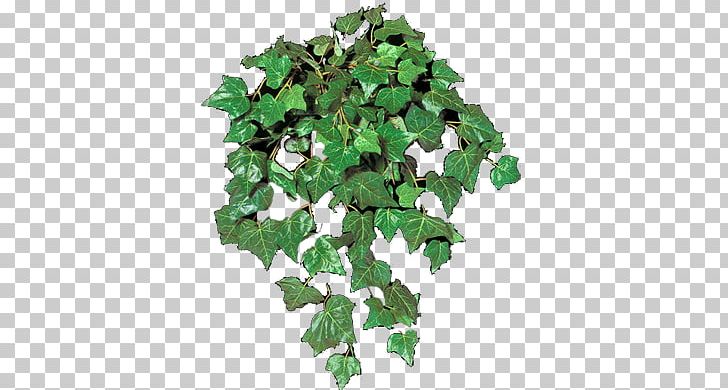 Leaf Tree PNG, Clipart, Ivy, Ivy Family, Leaf, Plant, Tree Free PNG Download