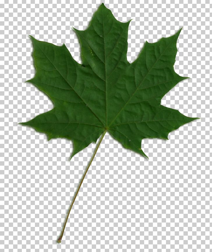 Sycamore Maple Maple Leaf PNG, Clipart, Acer Tree, Computer Icons, Green, Leaf, Maple Free PNG Download