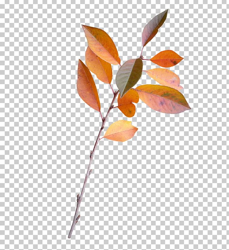 Twig Leaf Plant Stem Branch Petal PNG, Clipart, 28 September, Autumn, Autumn Leaves, Branch, Download Free PNG Download