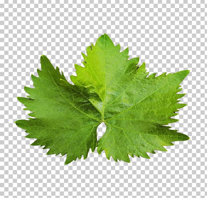 Leaf Juice Celery Vegetable PNG, Clipart, Celery, Herb, Herbalism, Juice, Leaf Free PNG Download