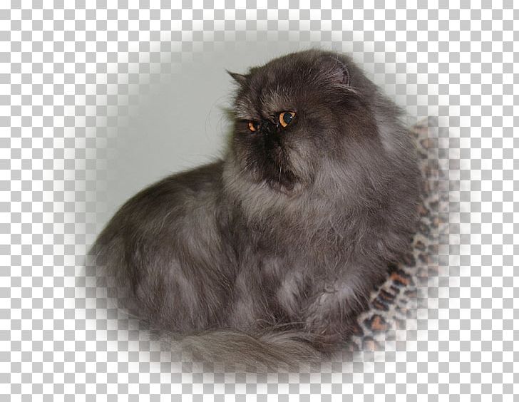 Persian Cat Asian Semi Longhair Domestic Long Haired Cat British