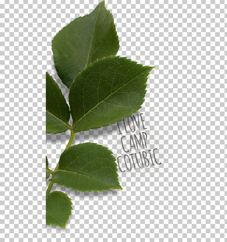 Camp Cotubic Summer Camp Leaf Camping PNG, Clipart, Camping, Education, Facebook, Herbalism, Leaf Free PNG Download