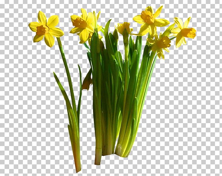 Daffodil Cut Flowers Garden Floristry Flowerpot PNG, Clipart, Amaryllis Family, Cicekler, Cigdem, Cut Flowers, Daffodil Free PNG Download