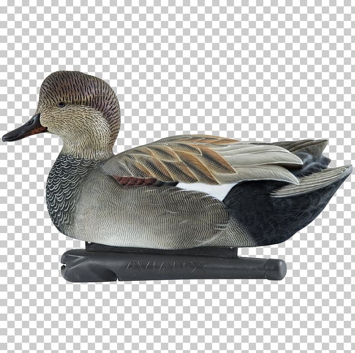 Duck Decoy Mallard Bird Gadwall PNG, Clipart, American Black Duck, Animals, Beak, Bird, Decoy Free PNG Download