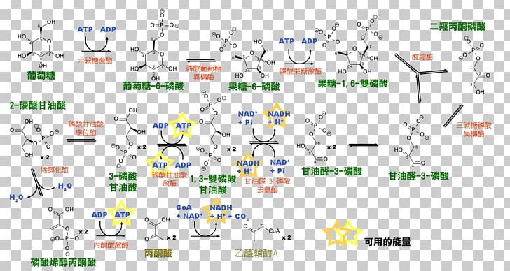 Glycolysis Biochemistry Metabolic Pathway Cell Cytosol PNG, Clipart, Angle, Area, Biochemistry, Cell, Chemical Reaction Free PNG Download