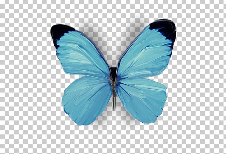 Gossamer-winged Butterflies Butterfly .com Flower PNG, Clipart, Aqua, Azure, Blogger, Blue, Butterfly Free PNG Download