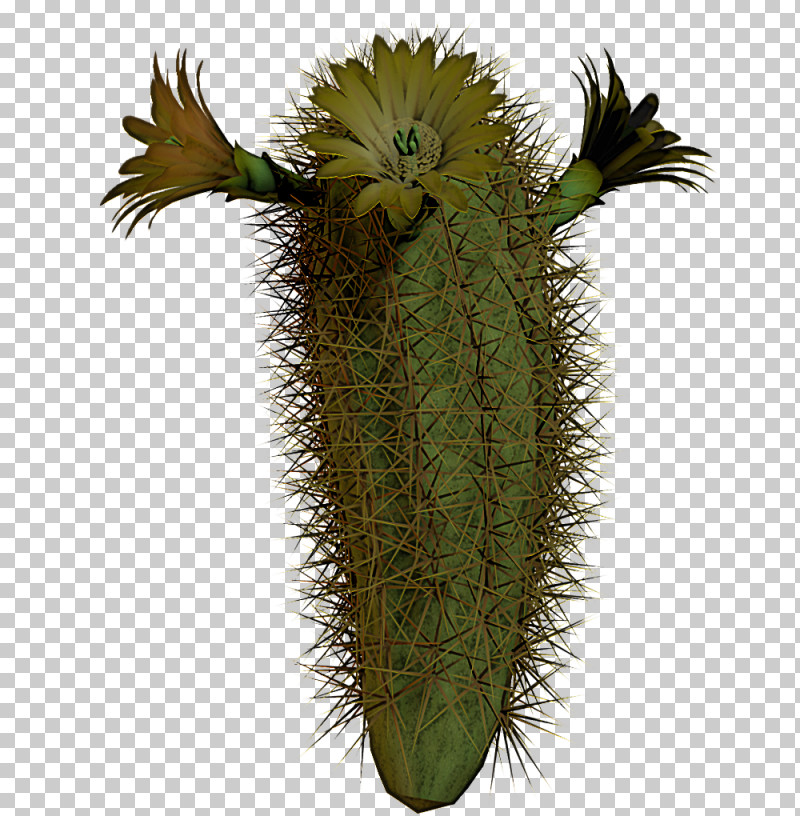 Cactus PNG, Clipart, Acanthocereus, Cactus, Caryophyllales, Eastern Prickly Pear, Echinocereus Free PNG Download