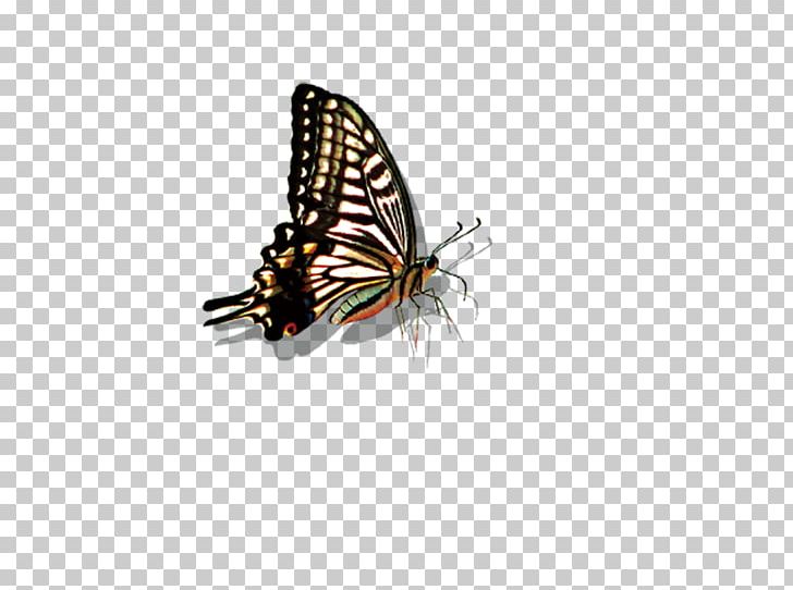 BlackBerry DTEK50 Monarch Butterfly Photographic Film Insect PNG, Clipart, Blue Butterfly, Brush Footed Butterfly, Butterflies, Butterfly, Butterfly Group Free PNG Download