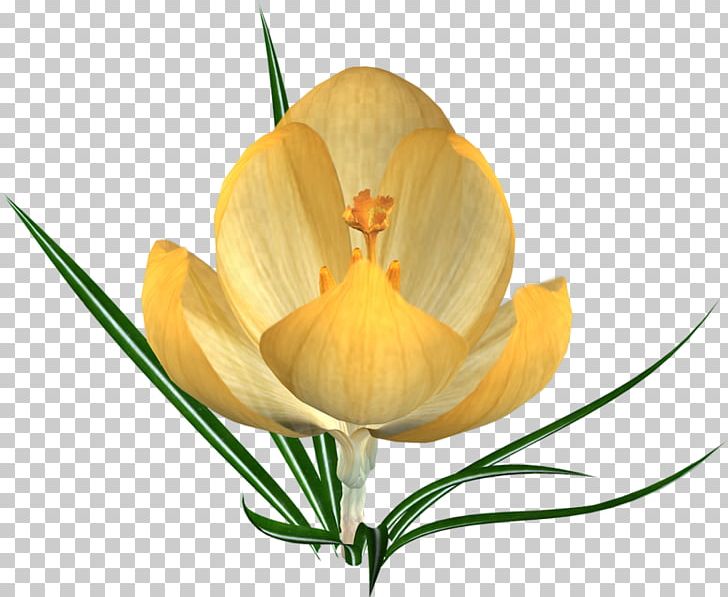 Crocus Flower Pulsatilla Patens Yellow PNG, Clipart, Albom, Blog, Clip Art, Color, Crocus Free PNG Download