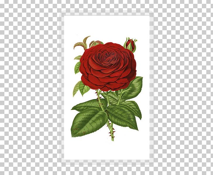Garden Roses Flower PNG, Clipart, Blue Rose, Cut Flowers, Desktop Wallpaper, Digital Image, Floral Design Free PNG Download