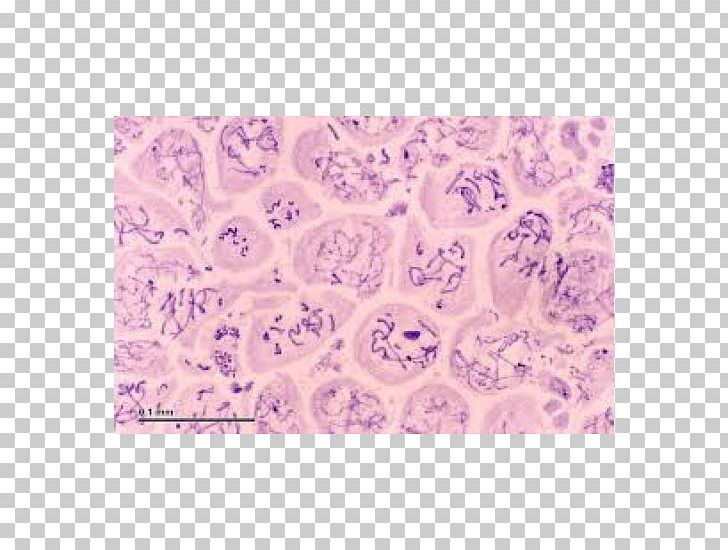 Microscope Slides Spermatocyte Cell Meiosis Cèl·lula Animal PNG, Clipart,  Animal, Animal Cell, Cell, Cell Cycle,