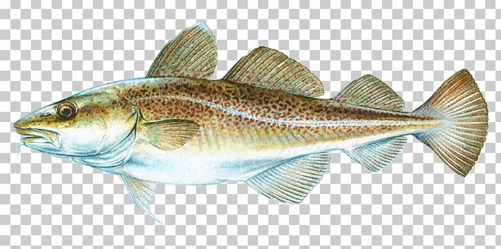 Atlantic Cod Salmon Fish Products PNG, Clipart, Angling, Atlantic Cod, Atlantic Salmon, Bass, Bony Fish Free PNG Download