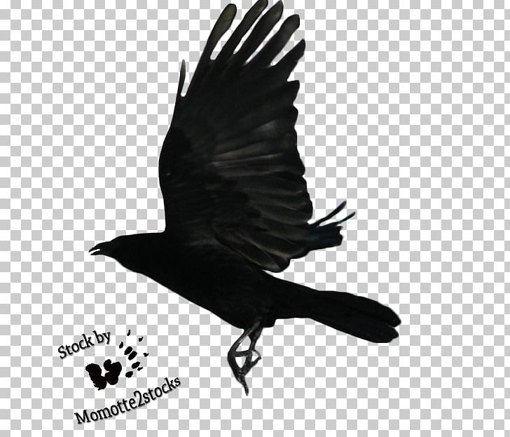 Drawing PNG, Clipart, Alpha Compositing, American Crow, Animals, Beak, Bird Free PNG Download