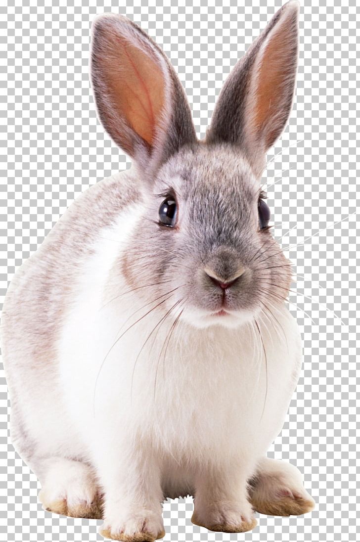 Hare Netherland Dwarf Rabbit Cottontail Rabbit Domestic Rabbit PNG, Clipart, Animals, Computer Icons, Cottontail Rabbit, Domestic Rabbit, Fur Free PNG Download