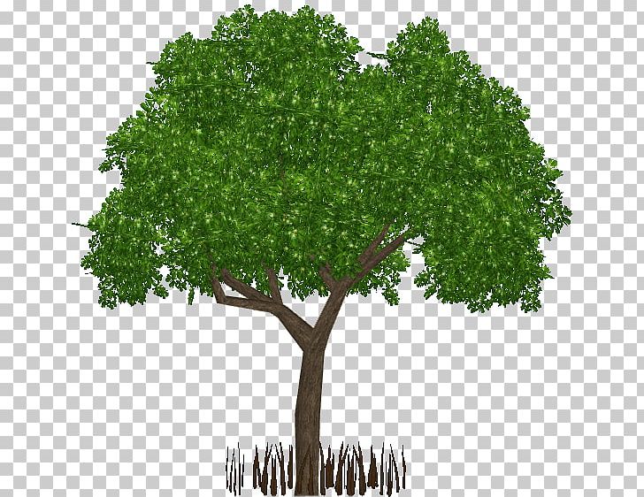 Mangrove Avicennia Germinans Wiki Wetland Biome PNG, Clipart, Avicennia, Avicennia Germinans, Biome, Branch, Centr Free PNG Download