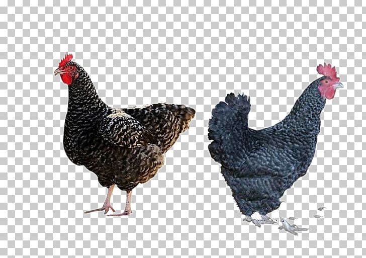 Plymouth Rock Chicken Barbu DUccle Rooster Farm PNG, Clipart, Aloe, Aloe Vera, Beak, Chicken, Chicken Meat Free PNG Download