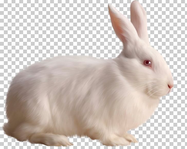 Rabbit PNG, Clipart, Animals, Art White, Clipart, Clip Art, Computer Icons Free PNG Download