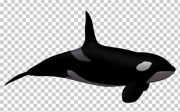 Toothed Whale Killer Whale PNG, Clipart, Black And White, Blue Whale, Cartoon Humpback Whale, Dolphin, Fauna Free PNG Download